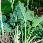 Potagères - Chou Fourrager Protéor (Obtention I.N.R.A.) - face recto